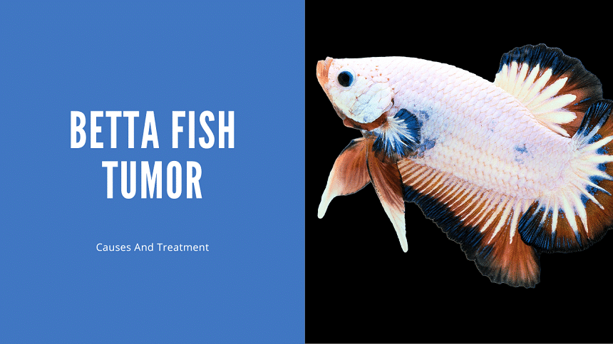Betta Fish Tumor
