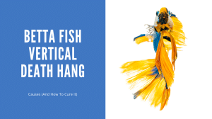 Betta Fish Vertical Death Hang