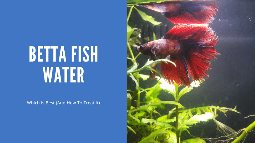 Betta Fish Water
