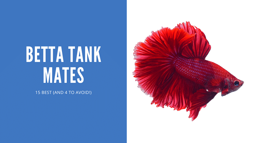 Betta Tank Mates - 15 Best (And 4 To Avoid!) - AquariumStoreDepot