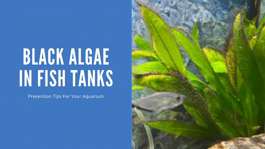 Black Algae in Fish Tank