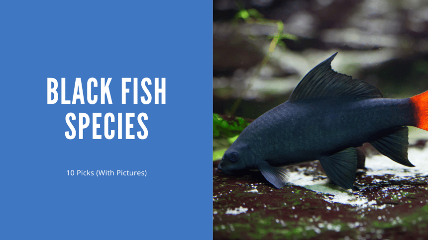 Black Fish Species