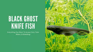 Caring for Black Ghost Knife Fish (Tank Setup, Food, Tank Mates, & and