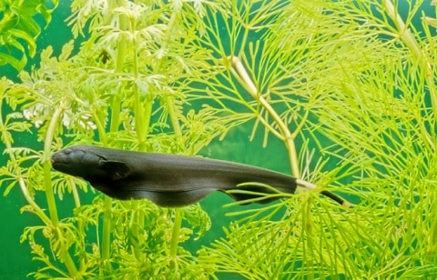Black Ghost Knife Fish in Aquarium