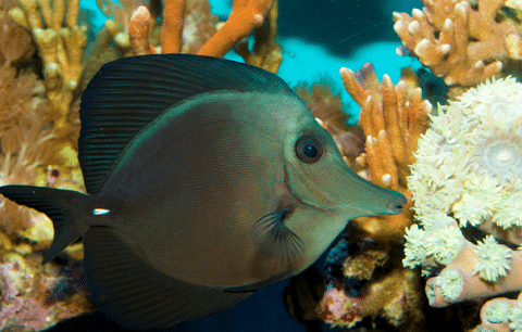 Black Tang in Reef