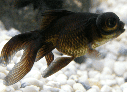 Black moor goldfish in aquarium