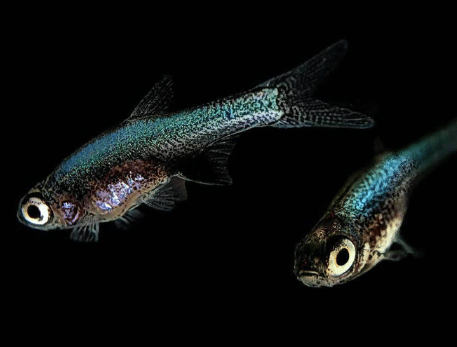 Blue Axelrodi Rasbora