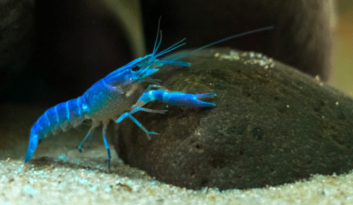 Blue-Crayfish