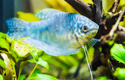 Blue Gourami Fish