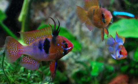 21 Best Centerpiece Fish The Right Choice For Every Tank Size 