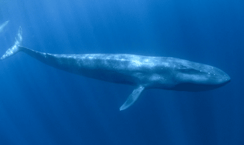 Blue Whale in Ocean