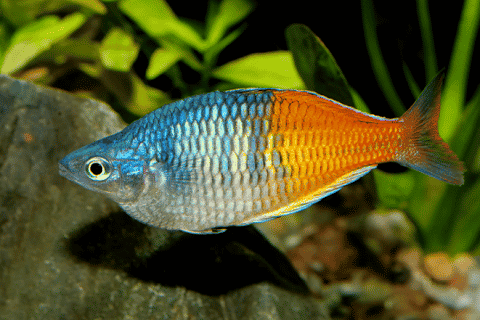 Boesemani-Fish