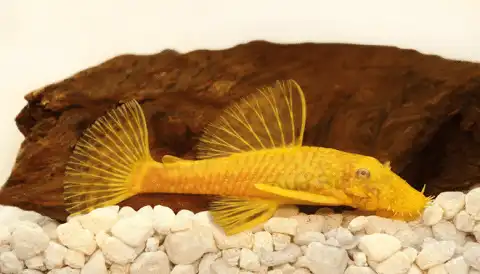 Bristlenose Pleco