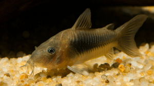 15 Aquarium Fish That Start With B (Species Reference Guide ...