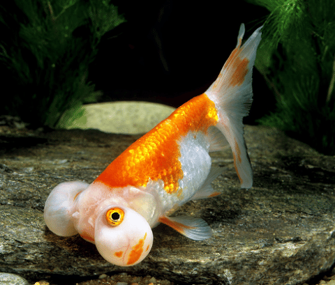 Bubble Eye Goldfish In Fish Tank