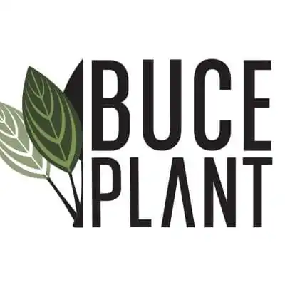 Buce Plant