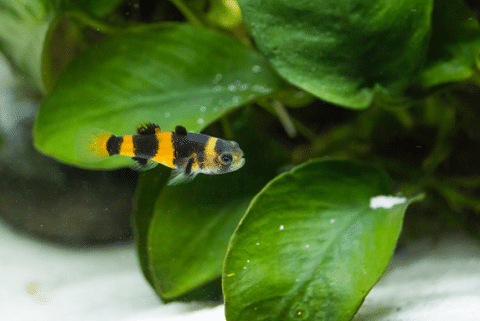 Bumblee Goby in Planted Tank