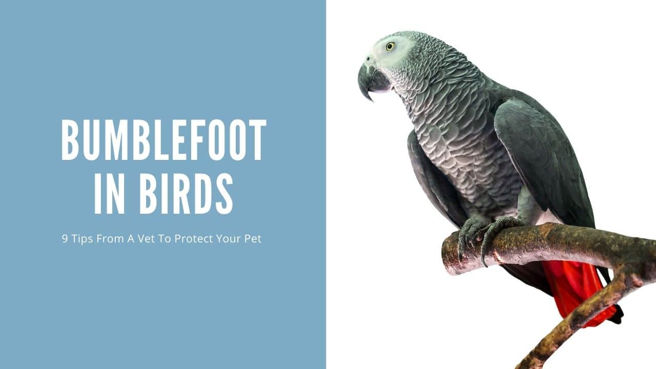 Bumblefoot in Birds