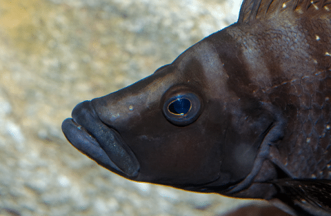 Calvus Fish