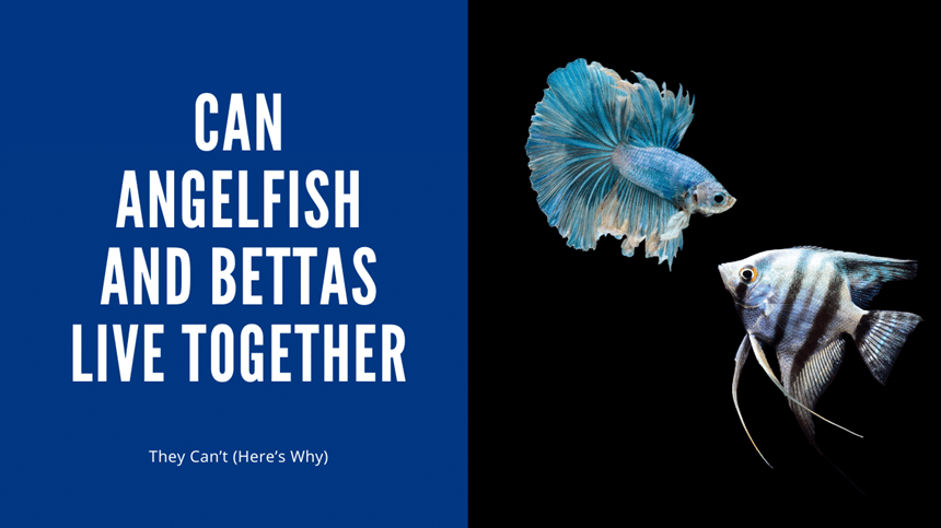 Can Angelfish And Bettas Live Together