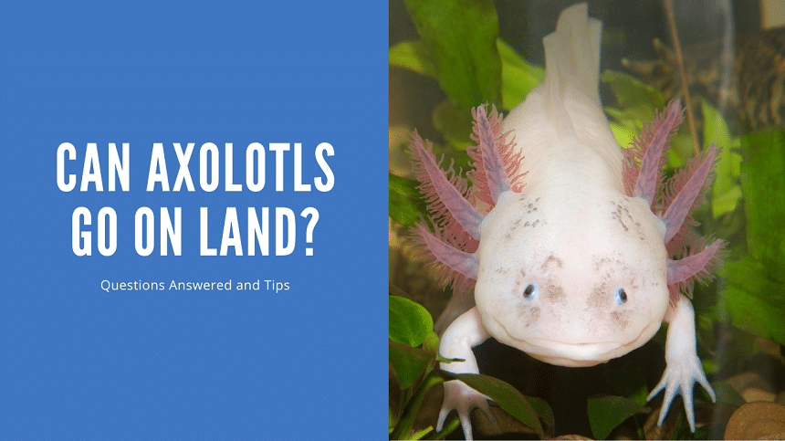 Can Axolotls Go On Land - 7 Answers and Reasons - AquariumStoreDepot