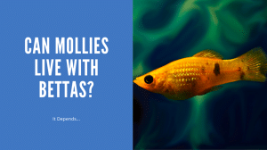 Can Mollies Live With Bettas