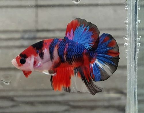 Koi Betta - The Ultimate Guide (And The 6 Types) - Aquariumstoredepot