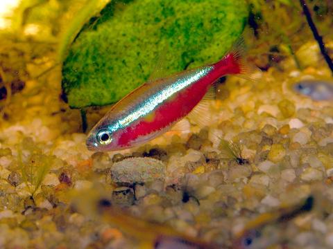 cardinal tetra male female differences