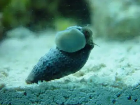 Cerith Snail