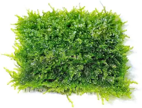 Christmas Moss