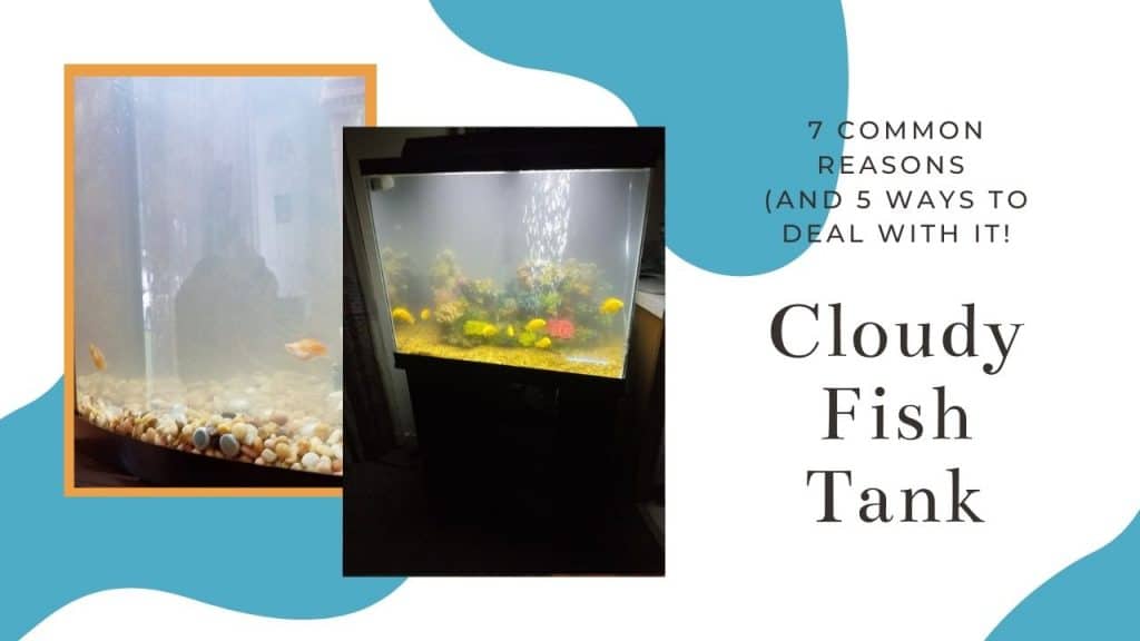 Cloudy Fish Tank - 7 Common Reasons (and How To Fix It)