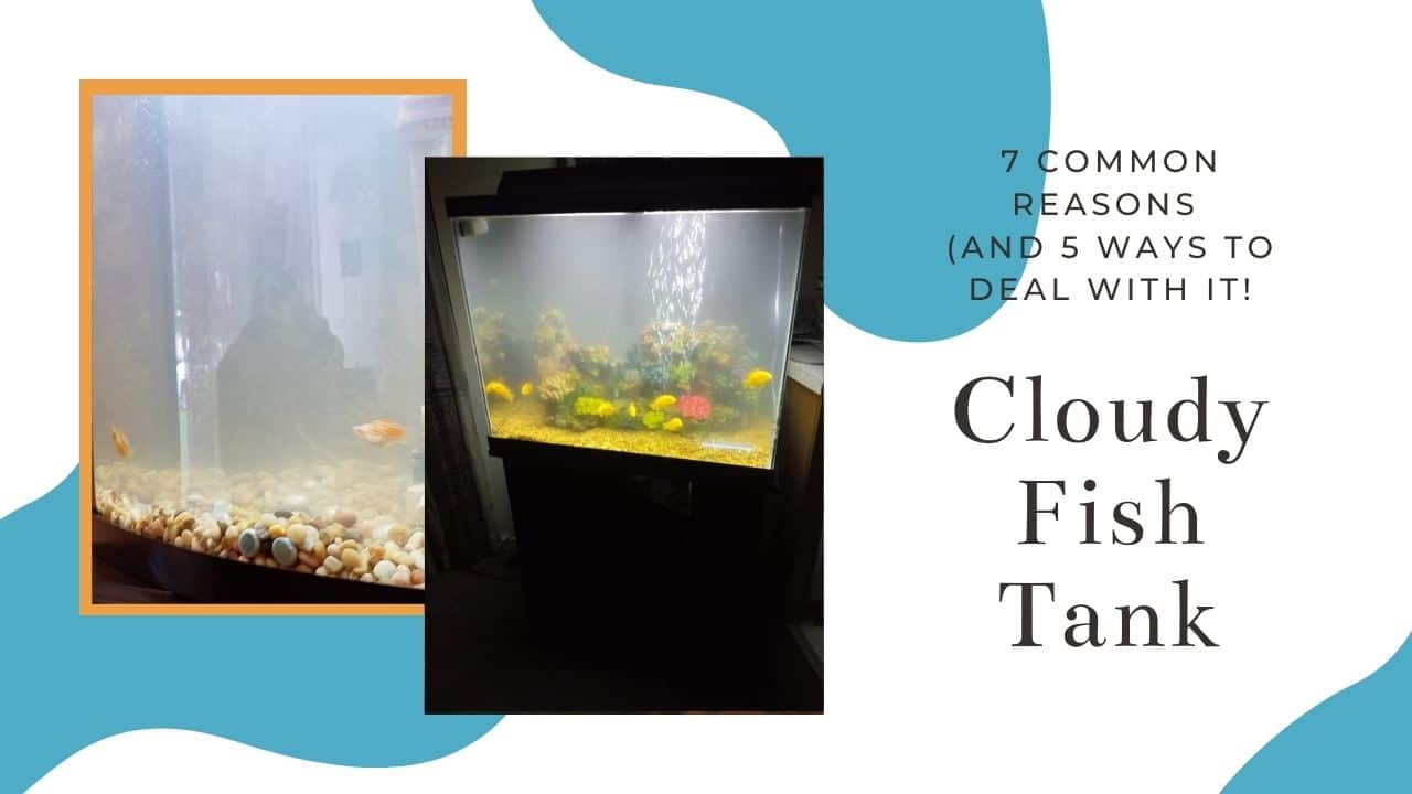 Cloudy Fish Tank
