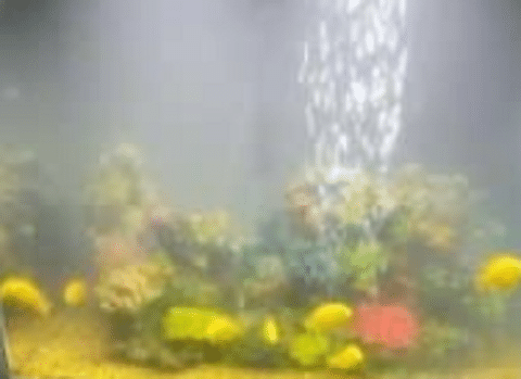 Cloudy Water in an Aquarium