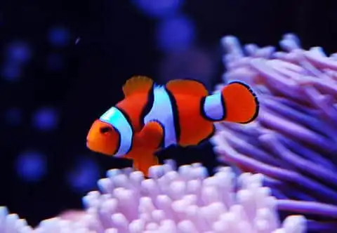 Tank Raised Clownfish