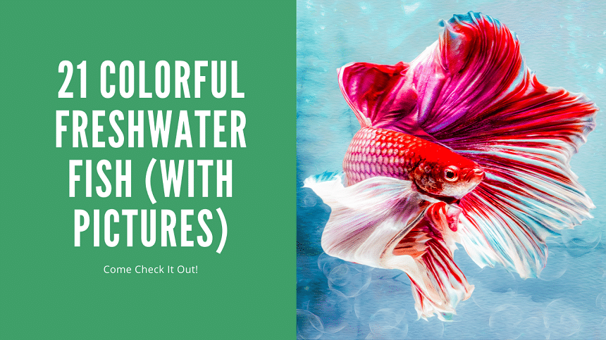 Colorful Freshwater Fish