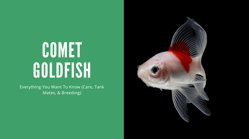 How to Care for Tropical Fish A Comprehensive Guide