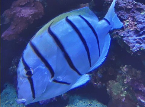 Convict-Tang