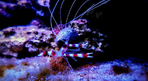Coral Banded Shrimp in Ocean