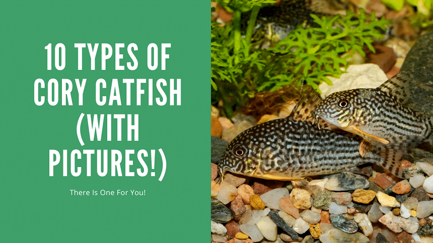 Cory Catfish Types