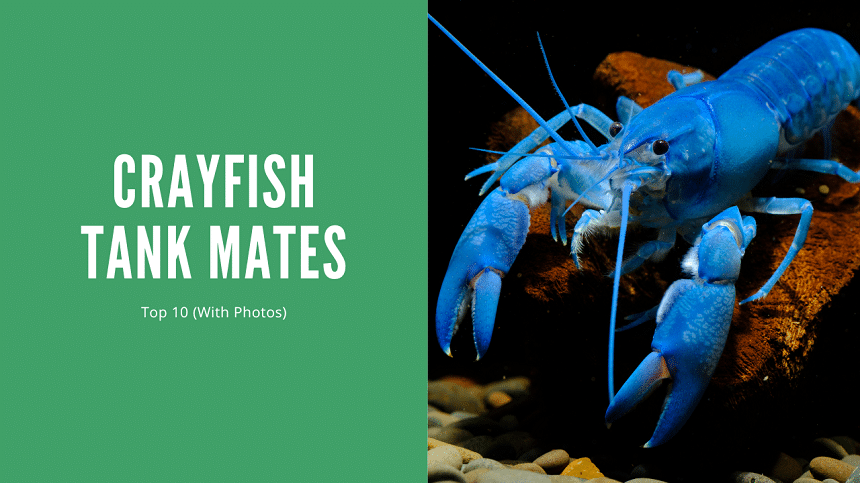 Crayfish Tank Mates