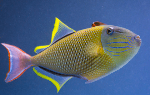 Crosshatch Triggerfish in Aquarium