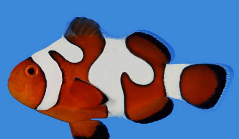 DaVinci Ocellaris Clownfish