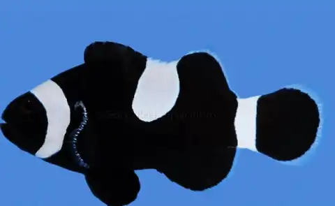 Darwin Black Ocellaris Clownfish