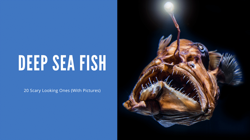 Fish Living In The Deepest Part Of Ocean 2024 40 OFF