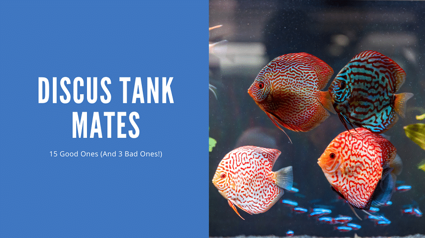 Discus Tank Mates - 15 Great Ones (With Pictures) - AquariumStoreDepot