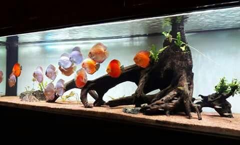 Discus Fish Tank Decorations
