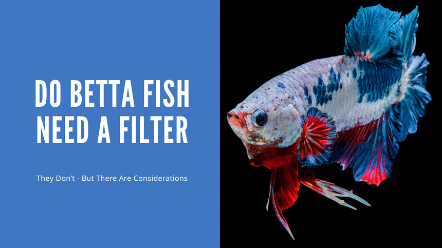 Do Betta Fish Need A Filter