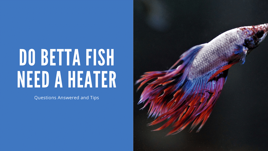Do Betta Fish Need A Heater? (Complete Answer and Guide) - AquariumStoreDepot