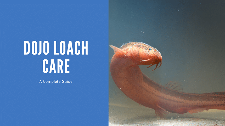 Dojo Loach Care