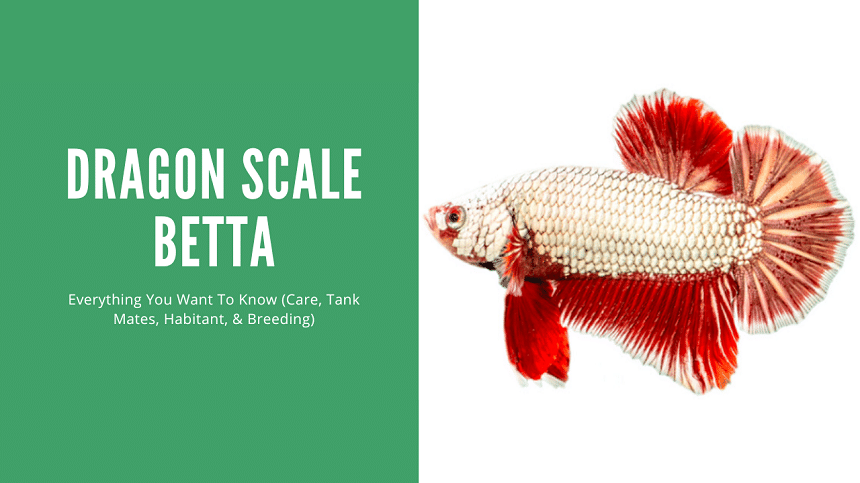 Dragon Scale Betta